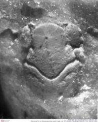 Historisches Foto von Mesoparapylocheles zapfei (Fraaije et al., 2019) (NHMW-AFW-GEO-BACHMAYER-FOTO-1990-0041-0604)